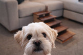 Five Dogs Elevated Pet Steps – Handcrafted Walnut & Maple Wooden Pet Stairs – Stylish & Durable Steps for Dogs, Cats & Small Pets