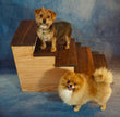 Handmade XL Wooden Pet Stairs – Luxury Walnut & Oak Steps for Large Dogs, Cats & Pets | Sturdy, Safe & Stylish Ramp Alternative